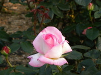 휠체어 타고 간 미술관 옆 동물원