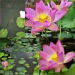 하석미와 떠나는 무장애 여행지 수원의 초록 피서지, 일월수목원