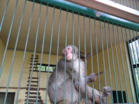 더 파크(성지곡 동물원),도보형사파리 동물 학대 우려