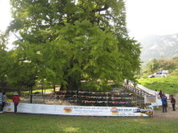 은행나무 아래서 詩 낭송 들어보세요