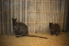 더 파크(성지곡 동물원) 사업의 그늘, 늘어나는 실내 동물카페
