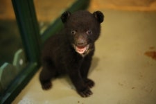 더 파크(성지곡 동물원) 사업의 그늘, 늘어나는 실내 동물카페