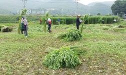 안동포 명맥 잇기· ··금소마을 대마 수확 한창