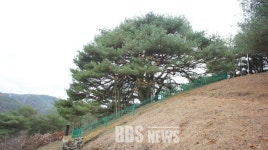 영양 천연기념물 만지송 후계목 육성한다