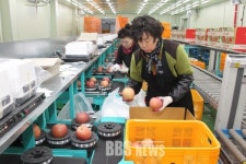 설립 2년 예천농산물산지유통센터, 지난해 103억원 매출 올려