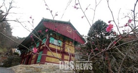 남해 화방사에 활짝 핀 홍매화