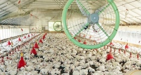 정부, 계란, 닭고기 매점매석 엄단