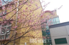 부산 배화학교 벚꽃 만개...올해 벚꽃 일찍 핀다