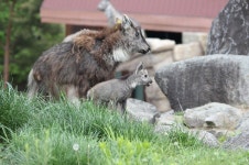 양구 산양증식복원센터에서 산양 5마리 태어나