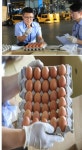 태국산 계란 30만개 내일(2일) 부산항 첫 입하...빵집-식당 납품