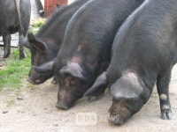 경북 재래돼지, 일반돼지에 없는 3가지 특이 유전자 보유...FAO품종 등재 계획