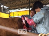 강진군, 한우 진료비 지원사업 확대 추진