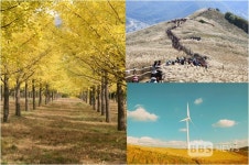 황금연휴엔 가을 여행 떠나요 홍천 은행나무 숲 개방, 민둥산 억새꽃 만개