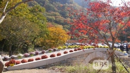 천년고찰 부산 기장 장안사, 국화향기를 품다