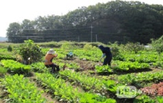 농업회사법인 주식회사 울주코리아 | 울산 울주군, 20~30대 청년 창업농에 3년간 월100만원 지원