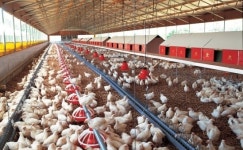 닭과 오리, 계란 가금이력제 실시...올해부터 시범운영