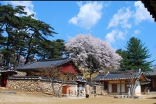 힐링명소 영주, 상춘객 맞이 다양한 축제·할인 혜택