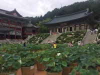 연꽃과 함께 하는 세계 전통음식 축제