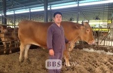 서귀포에서 초대형 한우...1,230kg
