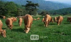 제주시, 한우 광역브랜드화 구축 박차