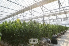 경북도, 토마토·오이 시설 과체류 스마트팜 연구개발 본격 착수