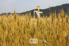 황금 밀밭에서 향수를....예천 우리 밀 축제 열어