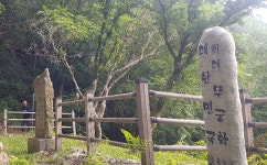 홍천 풍암리 고양산 가장 큰 무궁화 나무, 노령화로 고사 진행