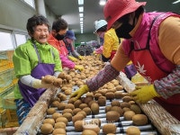 [포토뉴스]자연이 선물한 종합영양제 전남 보성 키위 맛보세요!