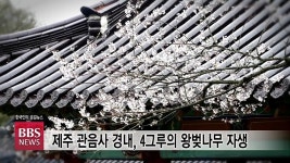 [BBS 장군죽비] 왕벚나무, 힐링의 섬 제주를 물들이다