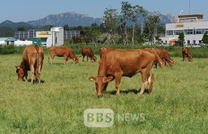 전남농업기술원, 축산냄새 저감으로 한우산업 재도약