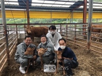 안동 축산농가, 한우 수정란 이식으로 세쌍둥이 출산