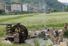 [포토뉴스]춘천시 남산면 강촌천변과 옛 백양리역 메밀꽃 만개