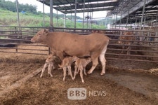 예천에서 세쌍둥이 송아지 출산