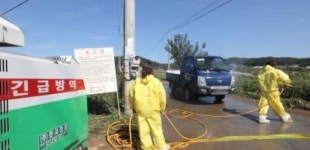 경기도내 화천 ASF 역학농가 2차 검사도 음성