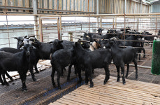 전남농업기술원, 흑염소 축산업의 신성장 동력으로 육성 전국최초