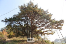 예천 수한리 소나무 경북도 기념물 지정...수형 특이 생태학적 가치 높아