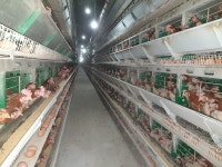 경기도, 주엽나무 열매 이용, 닭 진드기 살충제개발