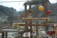 국립백두대간수목원 호랑이숲, 내달 1일 운영