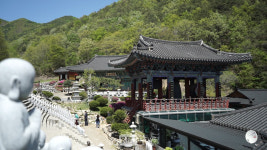 영천 충효사, 무궁화 3,500그루 식수 호국의 거리 조성