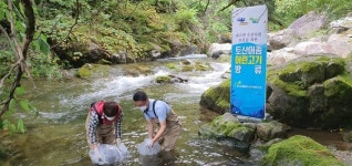 경기도, 치어 7천 마리 가평천 등 계곡에 방류