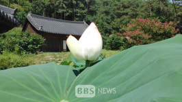코로나19 속 활짝 핀 연꽃… 오염된 세상 정화하는 청정보살