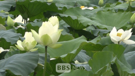 코로나19 속 활짝 핀 연꽃… 오염된 세상 정화하는 청정보살