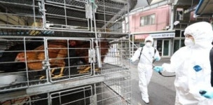 제주 조천읍·이천 복하천서 AI 항원 검출…고병원성 확인중