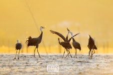 흑두루미 국제 사진 공모전 대상 순천만 갯벌 위의 환상 