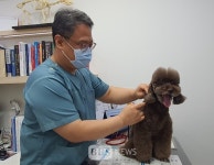 대구시, 내달 8일부터 광견병 예방접종