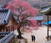 화엄사, 홍매화 사진콘테스트 일주일 연장