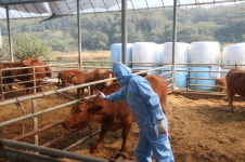 충북도, 소·염소 33만3천마리 대상 구제역 백신 접종