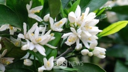 제주 감귤꽃 보러 오세요...5월 12일 활짝 피어날 듯