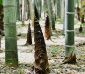 이제 곧 우후죽순의 시기, 영양 풍부한 죽순 조리법 소개...유현수 셰프