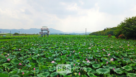 안심창조밸리 연꽃단지, 대구 대표 관광지로 거듭나